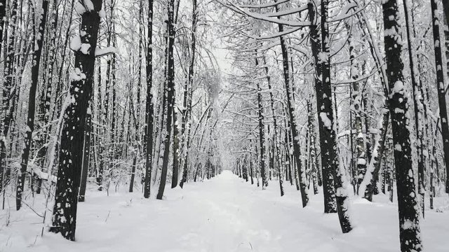 POV walking in the forest by the path after snowfall