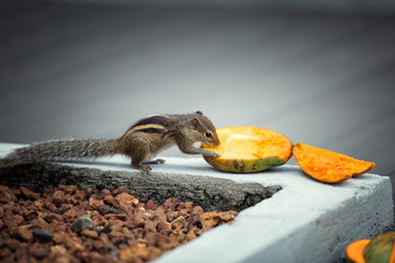 Chipmunk eating mango, Bentota, Sri Lanka