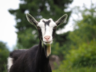 The goat in the field. A portrait of the animal