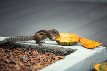 Chipmunk eating mango, Bentota, Sri Lanka