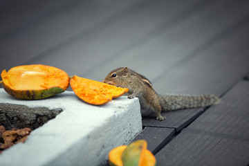 Chipmunk eating mango, Bentota, Sri Lanka