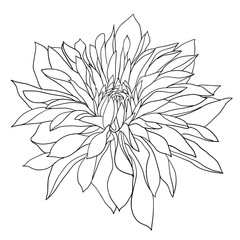 Beautiful monochrome sketch, black and white dahlia flower isolated