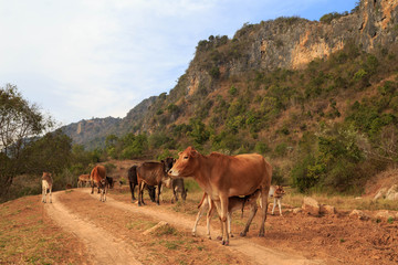 Free range herd of cows walk on rural dirt road below sheer cliffs