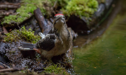 Young Great Spotted Woodpecker
