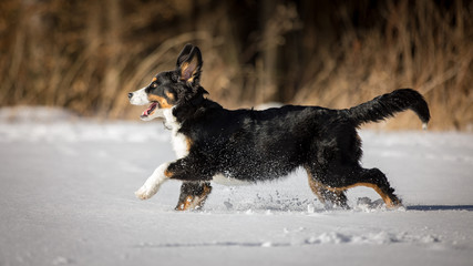 Lustiger Berner Sennenhund