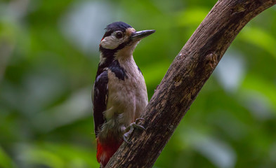Young Great Spotted Woodpecker