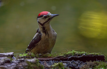 Young Great Spotted Woodpecker