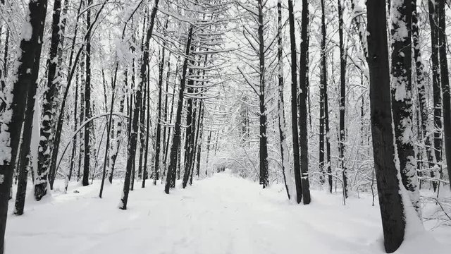 POV walking in the forest by the path after snowfall