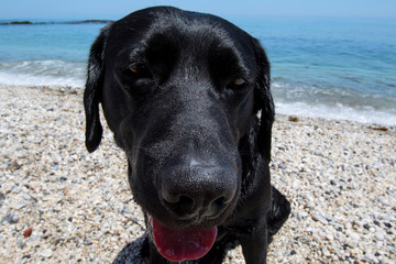 Face of a black dog on the beach.