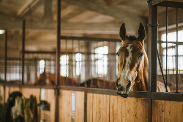 Beautiful horses, animals, pasture, stables, horseback riding - Powered by Adobe