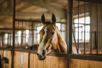 Beautiful horses, animals, pasture, stables, horseback riding