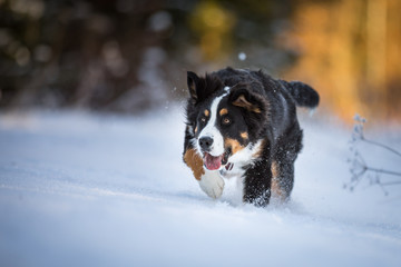 Voller Einsatz beim Berner Sennenhund