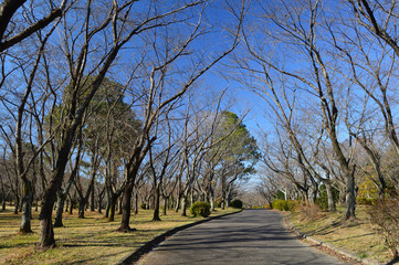 A winter park with trees had dropped leaves