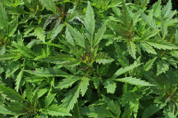 Amethystea caerulea,  Amethystblume, Amethystie, Salat und Rohkost