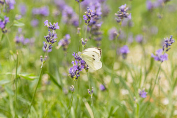 Butterfly on a background of lavender flowers. Bright summer background. White butterfly on lavender flowers