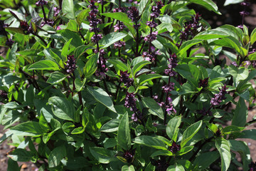 Thaibasilikum, Thai-Basilikum oder thailändisches Basilikum, Ocimum basilicum var. thyrsiflora