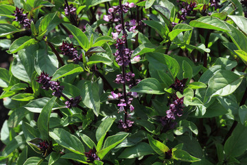 Fototapeta premium Thaibasilikum, Thai-Basilikum oder thailändisches Basilikum, Ocimum basilicum var. thyrsiflora