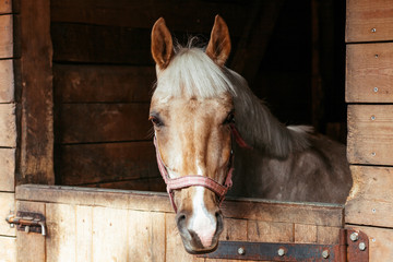 Beautiful horses, animals, pasture, stables, horseback riding