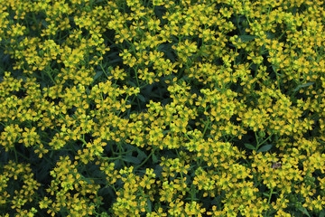 Weinraute, Ruta graveolens, Gew&uuml;rzpflanze