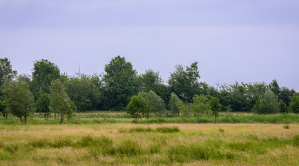 Fototapeta na wymiar Wetlands nature Netherlands