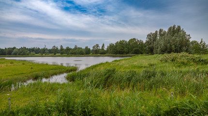 Fototapeta na wymiar Wetlands nature Netherlands