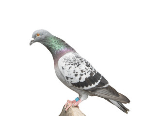 full body of speed racing pigeon bird perching on wood path isolated white background