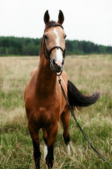 Beautiful horses, animals, pasture, stables, horseback riding