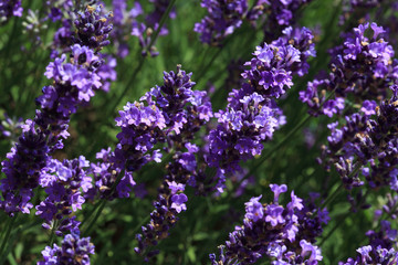 Echte Lavendel oder Schmalblättrige Lavendel, Lavandula angustifolia, Syn. Lavandula officinalis, Lavandula vera