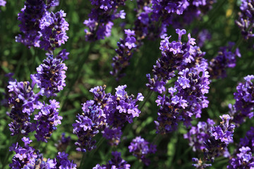 Echte Lavendel oder Schmalblättrige Lavendel, Lavandula angustifolia, Syn. Lavandula officinalis, Lavandula vera