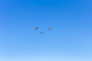 Flock of Mallard Ducks Flying in the sky
