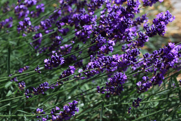 Obraz premium Echte Lavendel oder Schmalblättrige Lavendel, Lavandula angustifolia, Syn. Lavandula officinalis, Lavandula vera