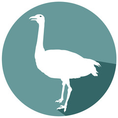 ostrich flat design icon vector eps 10