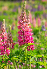 Lupine