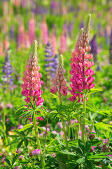 Lupine