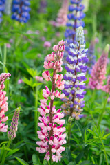 Lupine