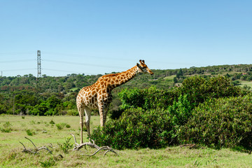 Giraffe eating leaves, Giraffe standing next to bush and eating, Game park, South Africa