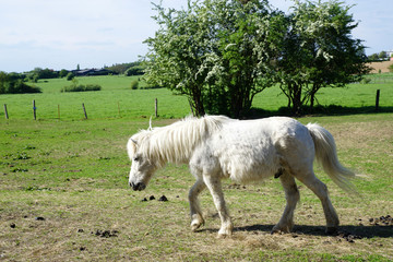 Poney blanc