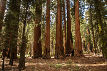 Mother with infant visit Sequoia national park in California, USA