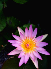 Pink and white lotus with green leaves in the pond.
