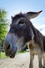 Fototapeta premium gros plan sur un âne