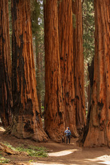 Man in Sequoia national park in California, USA