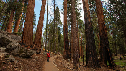 Fototapeta premium Man in Sequoia national park in California, USA