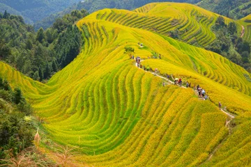 Foto op Aluminium Longji Rice Terraces © swisshippo