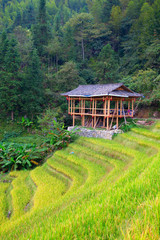 Longji Rice Terraces