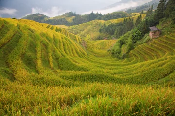 Afwasbaar fotobehang Longji rijstterrassen © swisshippo