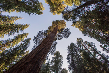 Fototapeta premium Sunset in Sequoia national park in California, USA