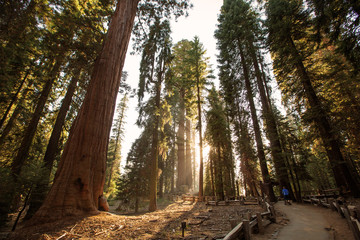 Mother with infant visit Sequoia national park in California, USA