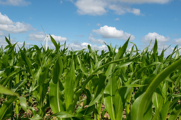 Fototapeta premium agriculture