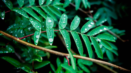 Some little water drops on a surface of rowan's green leaves. Rainy weather.