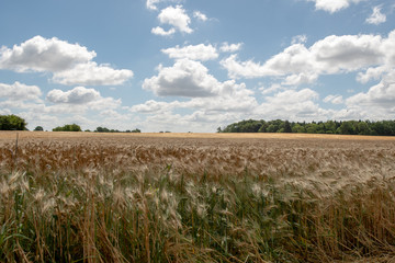 agriculture